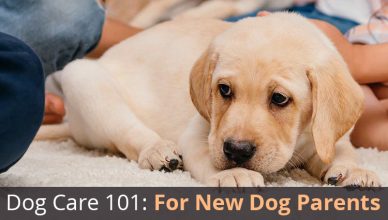 How to handle Your First Dog