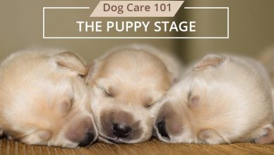 Stage 1 Puppy Stage of Dog Life