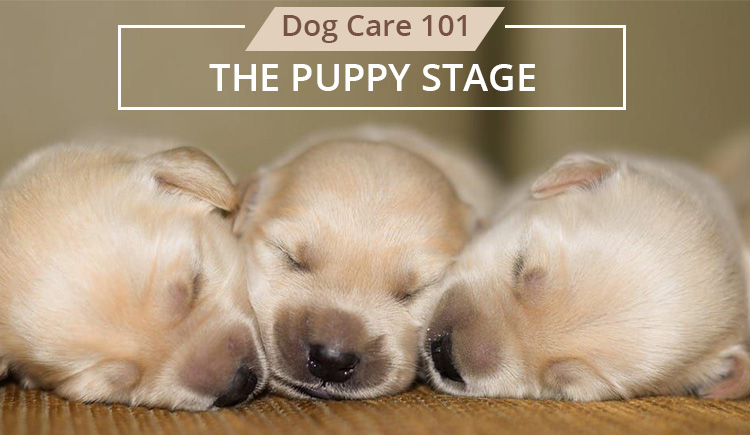 Stage 1 Puppy Stage of Dog Life