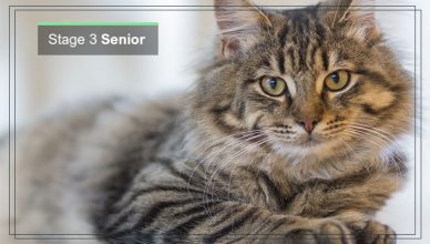 Stage 3 of Cat Senior & Geriatric