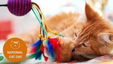 National Cat Day: How To Make It Special For Your Cat