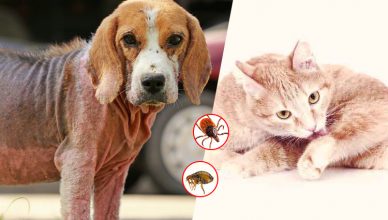 Parasites on Pets Fleas & Ticks