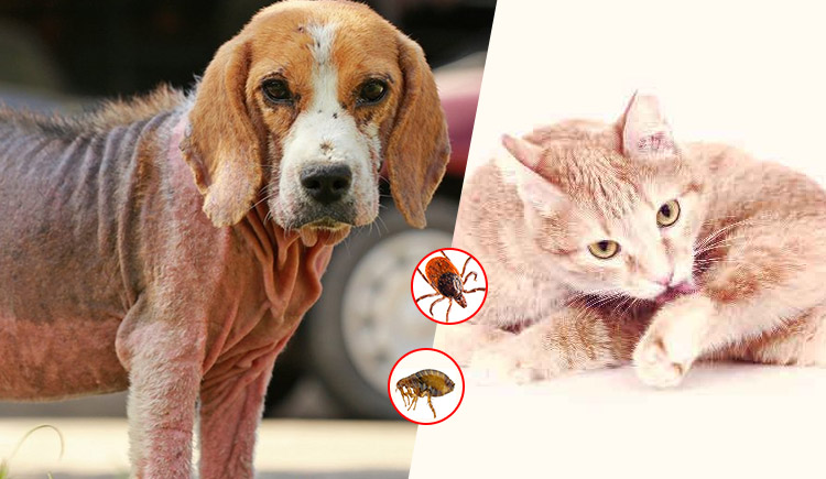 Parasites on Pets Fleas & Ticks
