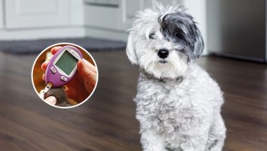 Pet Diabetes Month