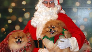 6 Exciting Ways to Include Your Pet in Christmas Celebrations