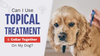 can-i-use-topical-treatment-as-well-as-collar-together-on-my-dog