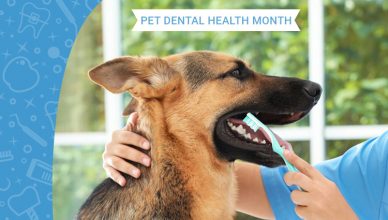 Pet Dental Health Month
