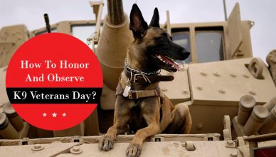 National K9 Veterans Day