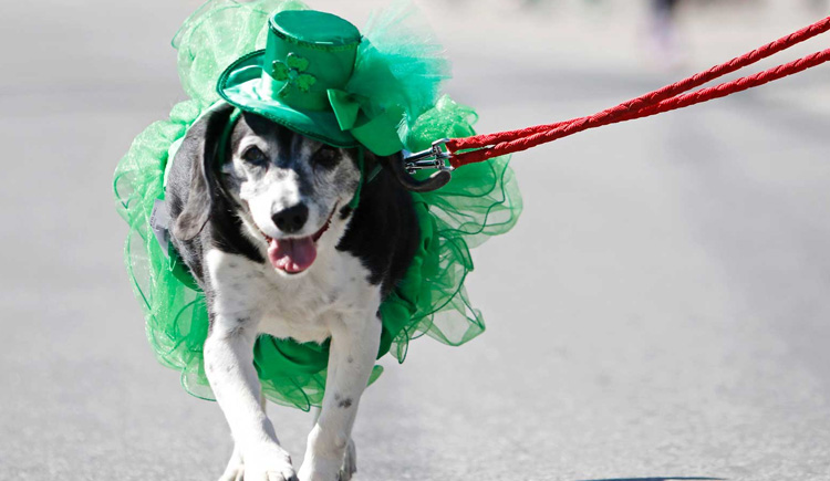 St. Patrick’s Day