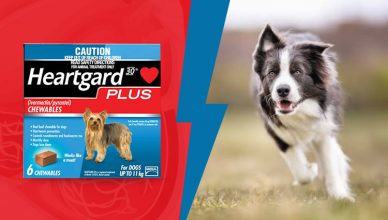 Heartgard for dog