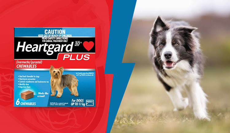 Heartgard for dog