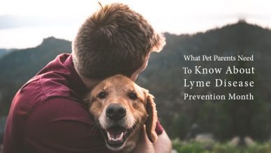 Lyme Disease Prevention Month