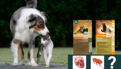 Advantage Multi (Advocate) an effective treatment for Heartworms & Fleas