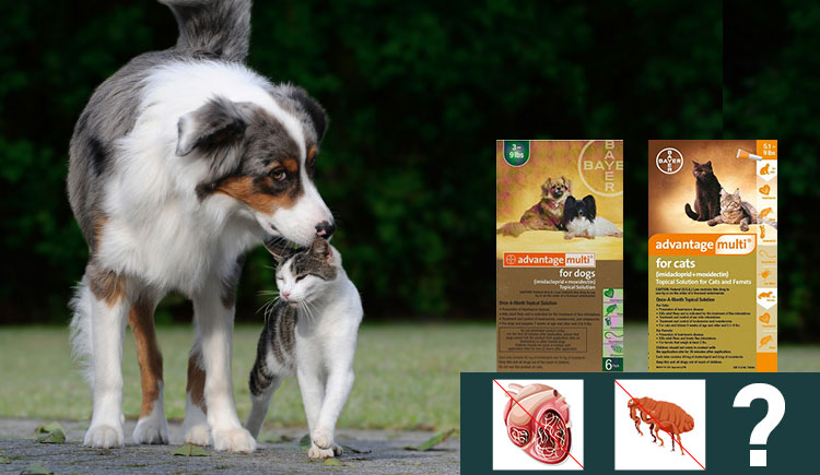Advantage Multi (Advocate) an effective treatment for Heartworms & Fleas
