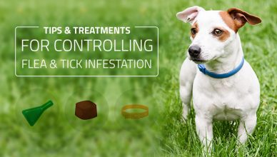 Tips and Treatments for Controlling Flea and Tick Infestation