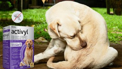Activyl for Dogs