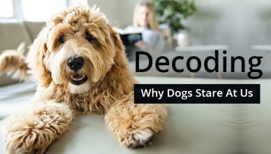 Decoding Why Dogs Stare at Us