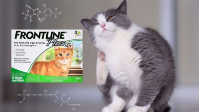 Frontline Plus per gatti