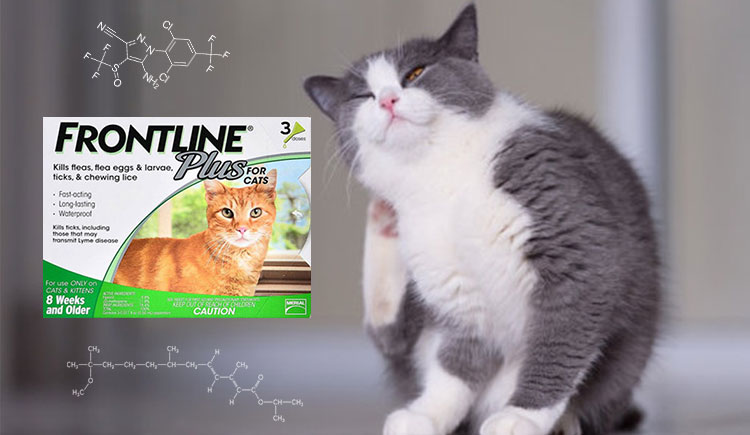 Frontline Plus per gatti