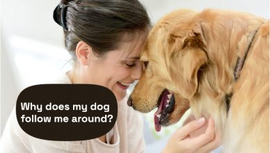 Why does my dog follow me around?