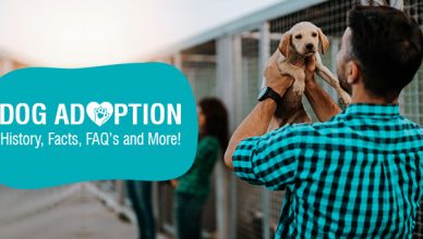 Dog Adoption