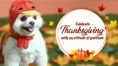 Celebrate Thanksgiving with an attitude of gratitude