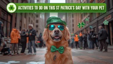activities-to-do-on-this-st-Patricks-day-with-your-pet