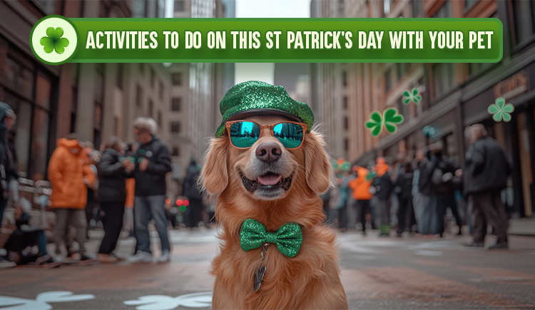 activities-to-do-on-this-st-Patricks-day-with-your-pet