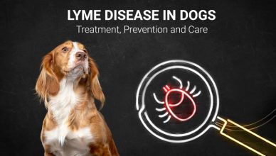 Lyme Disease in Dogs
