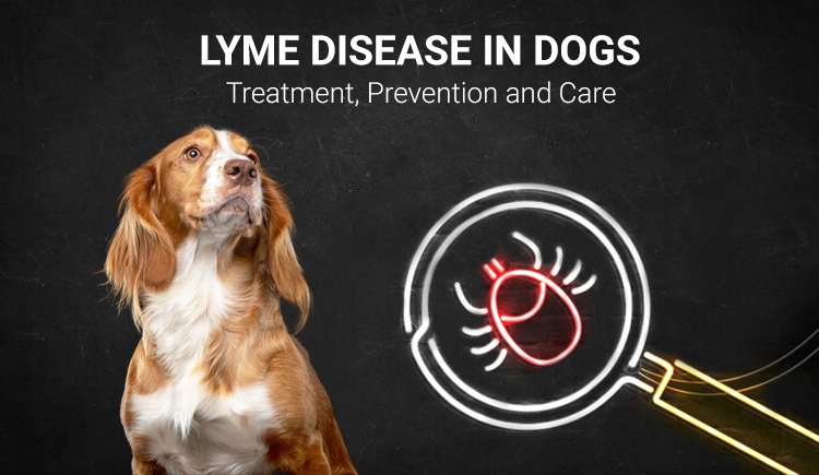 Lyme Disease in Dogs