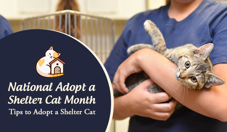 National Adopt a Shelter Cat Month