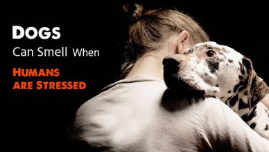 Dogs Can Smell Stress