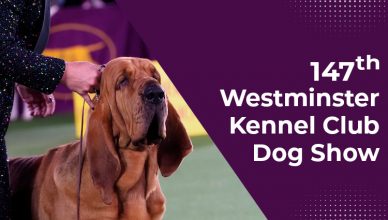 Westminster Kennel Club Dog Show