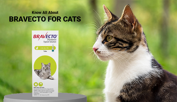 Bravecto for Cats
