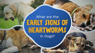 what-are-the-early-signs-of-heartworms-in-dogs