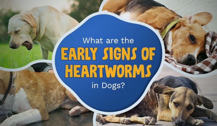 what-are-the-early-signs-of-heartworms-in-dogs