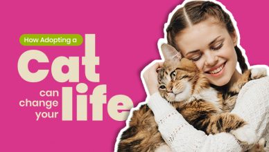 how-adopting-a-cat-can-change-your-life
