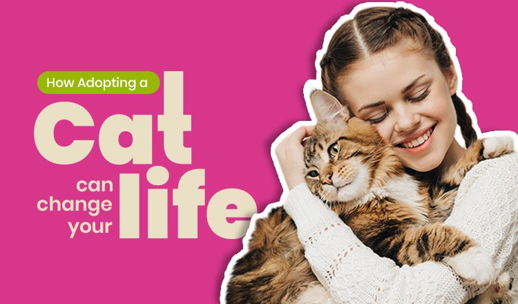 how-adopting-a-cat-can-change-your-life