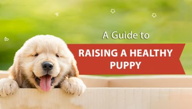 a-guide-to-raising-a-healthy-puppy