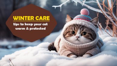 winter-care-tips-to-keep-your-cat-warm-&-protected