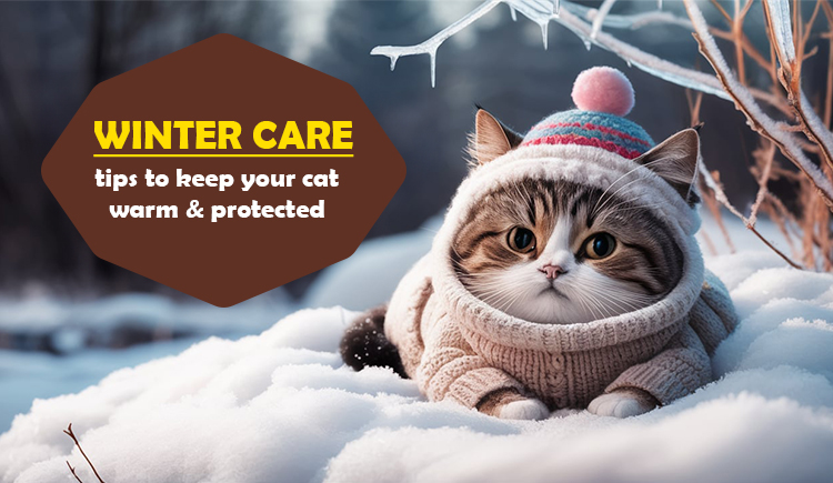 winter-care-tips-to-keep-your-cat-warm-&-protected