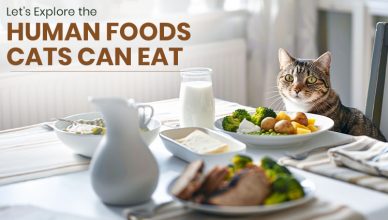 what-human-foods-can-cats-eat