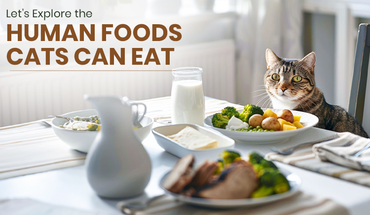 what-human-foods-can-cats-eat