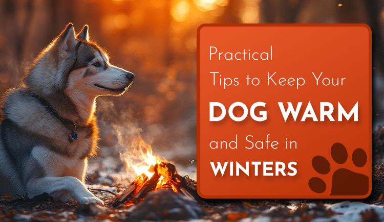 practical-tips-to-keep-your-dog-warm-and-safe-in-winters