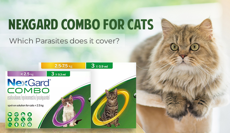 nexgard-combo-for-cats-which-parasites-does-it-cover