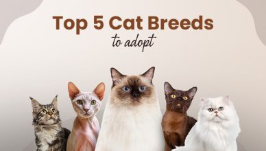 top-5-cat-breeds-to-adopt