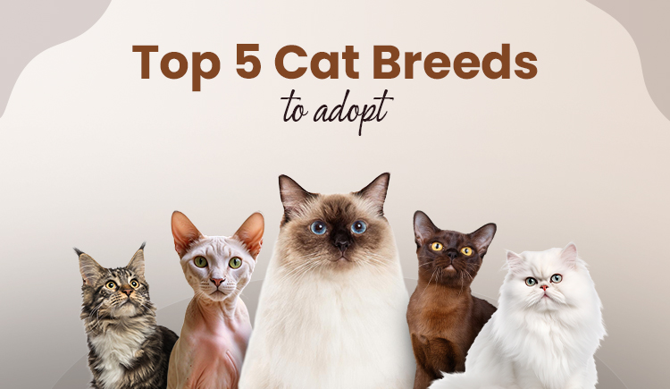 top-5-cat-breeds-to-adopt