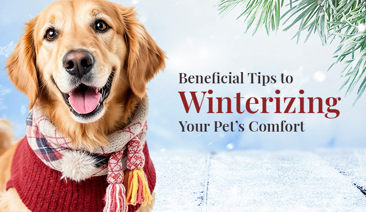 beneficial-tips-to-winterizing-your-pets-comfort