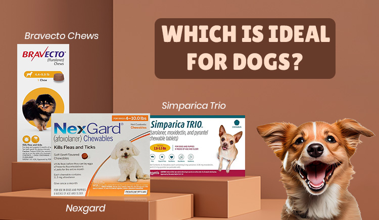 nexgard-bravecto-chews-or-simparica-trio-which-is-ideal-for-dogs