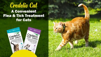 a-convenient-flea-&-tick-treatment-for-cats
